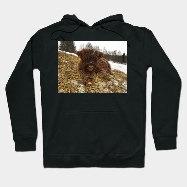 Scottish Highland Cattle Calf 1699 Hoodie by SaarelaHighland